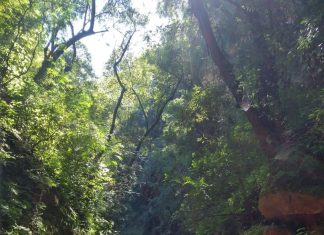 MARAVILLARSE EN TILIÁN