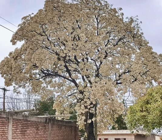 FLORES COMO POCHOCLOS