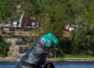 COQUEAR ES LEGAL, PERO TRAERLA, DELITO