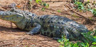 YACARÉS EN LA CIUDAD DE SALTA