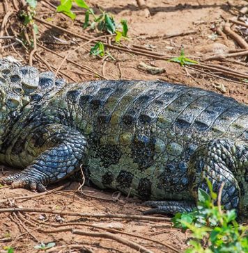 YACARÉS EN LA CIUDAD DE SALTA