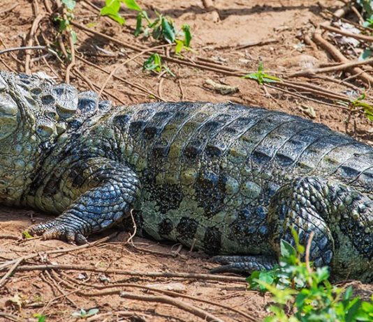 YACARÉS EN LA CIUDAD DE SALTA
