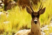 LA TARUCA: OTRO ENCANTO EN EL PARQUE LOS CARDONES