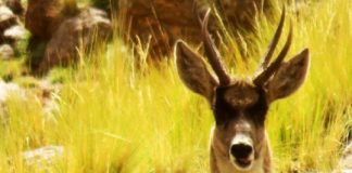 LA TARUCA: OTRO ENCANTO EN EL PARQUE LOS CARDONES