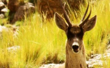 LA TARUCA: OTRO ENCANTO EN EL PARQUE LOS CARDONES