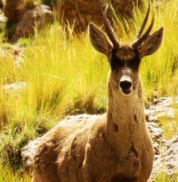 LA TARUCA: OTRO ENCANTO EN EL PARQUE LOS CARDONES