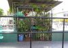 ASESINADA Y SANTA POPULAR: LA JUANA FIGUEROA